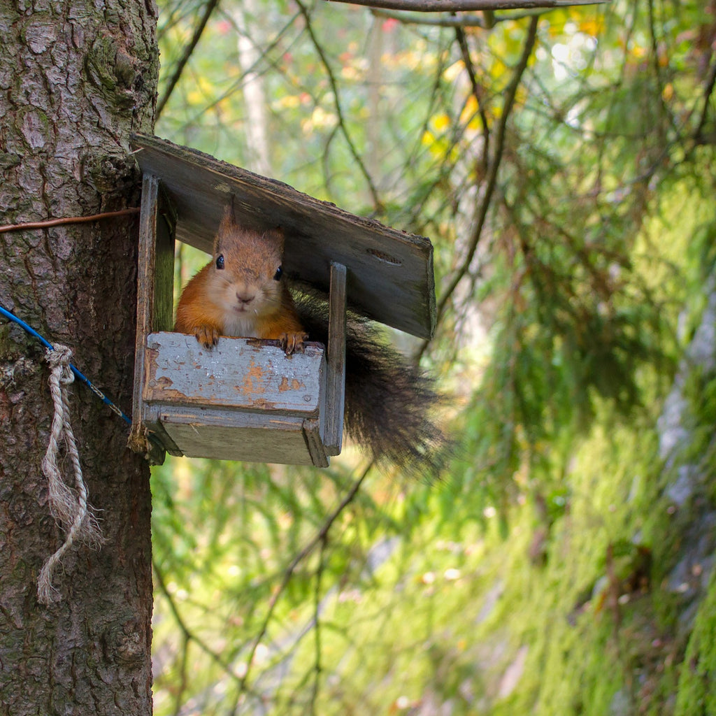 Mini Picnic Tables for Squirrels: The Ultimate Garden Delight – Mixxidea